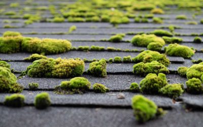 Declaring War on Roof Moss – Tips for Removal and Prevention