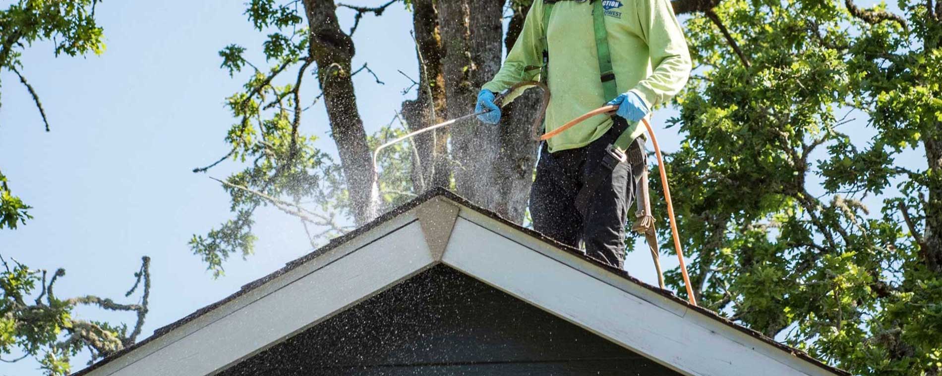 Moss Treatment Cost at Nancy Herrick blog