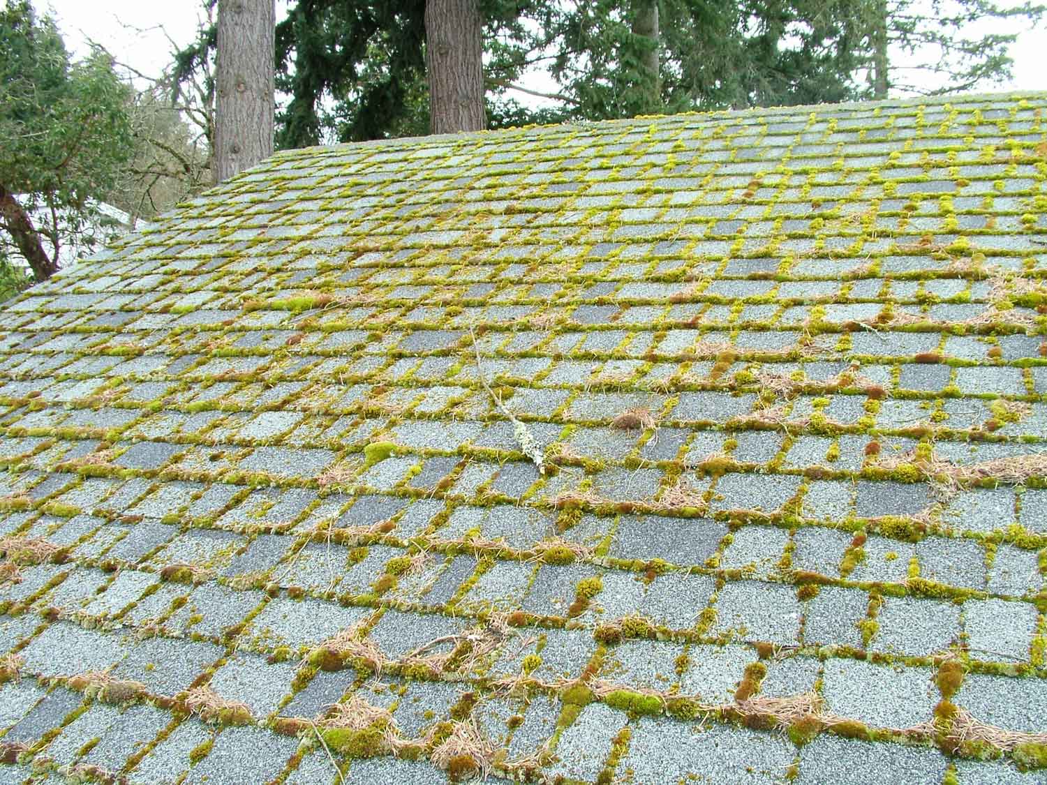 call us to remove moss when you first start to see signs of moss growth