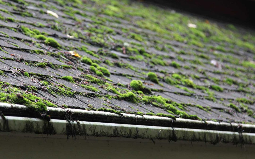 Shingle Moss Cleaning – Common Mistakes to Avoid