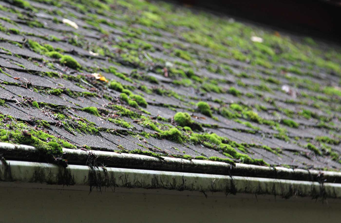 Shingle Moss Cleaning Common Mistakes To Avoid Action Northwest